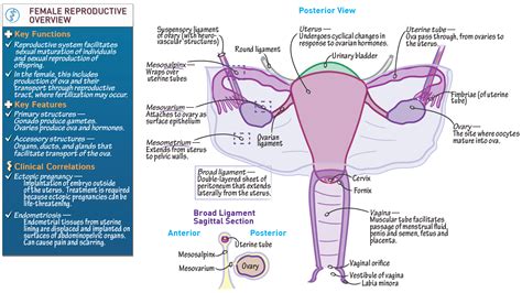 vaguna pics|Female Reproductive Organs Diagram, Picture & Functions.